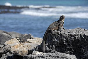 iguana marina